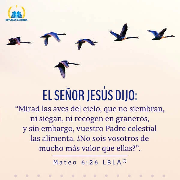 Mateo 6:26